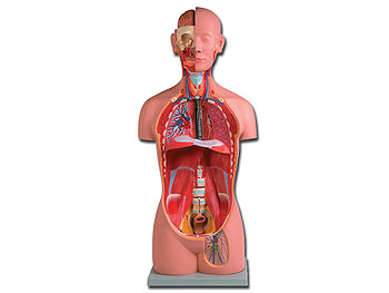 Anatomische modellen
