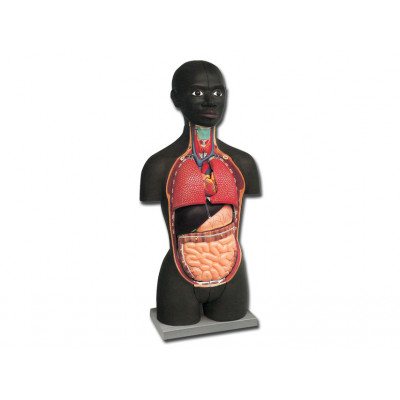 MINI TORSO - african - 16 PARTS - 45 CM