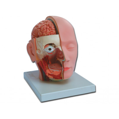 HEAD DISSECTION - 4 parts