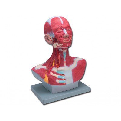 HEAD AND NECK MUSCULATURE 46 CM