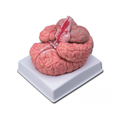 BRAIN WITH ARTERIES - life size