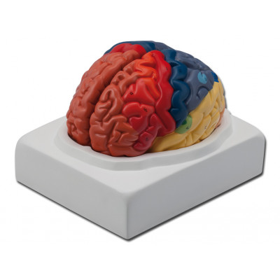 REGIONAL BRAIN LIFE SIZE