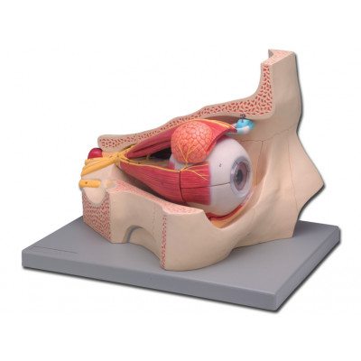 EYE WITH ORBIT - 11 parts