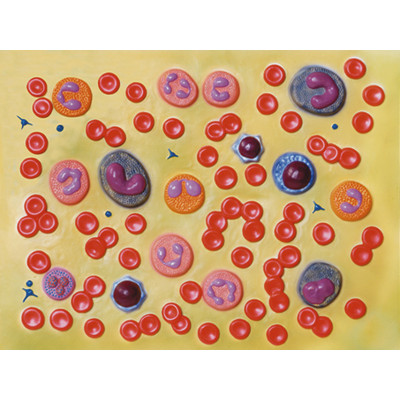 BLOOD CELLS 2000X