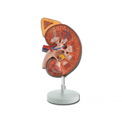 KIDNEY WITH ADRENAL GLAND+RENAL CORPUSCLE