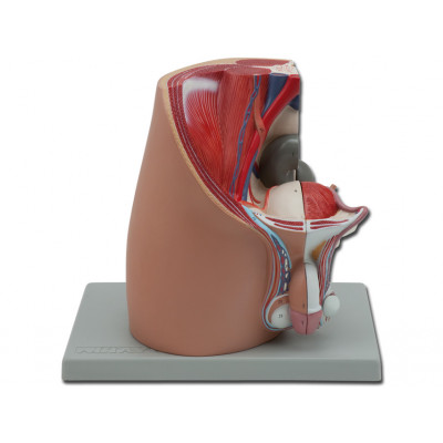 MALE PELVIS