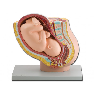 PREGNANCY PELVIS WITH MATURE FETUS