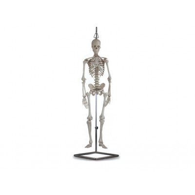 HUMAN SKELETON 170 CM