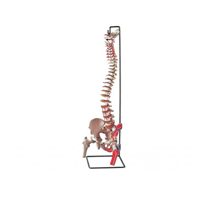 VERTEBRAL COLUMN - with femur + muscle