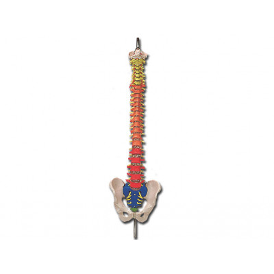 SPINAL COLUMN - with colour coded regions