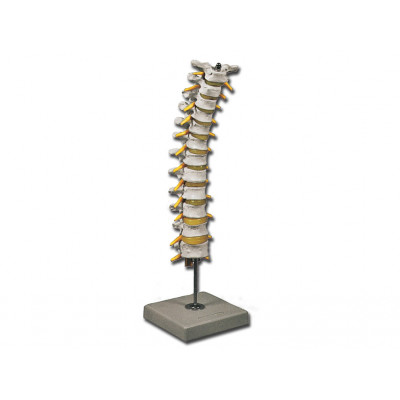 THORACIC SPINAL COLUMN