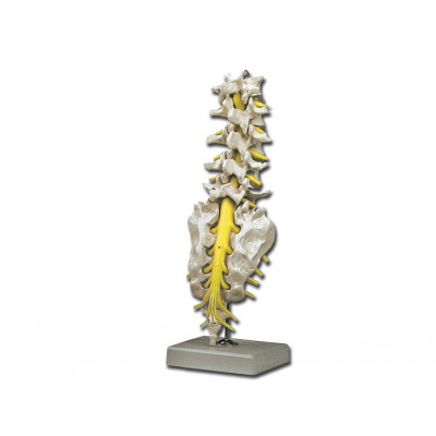 LUMBAR SPINAL COLUMN