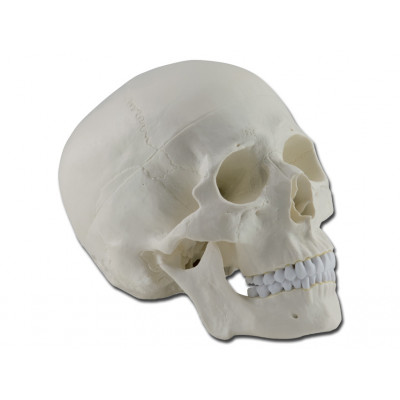 HUMAN SKULL