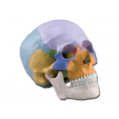 HUMAN SKULL  - coloured