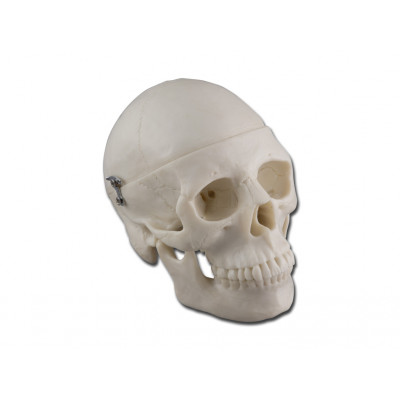 HUMAN MINI SKULL