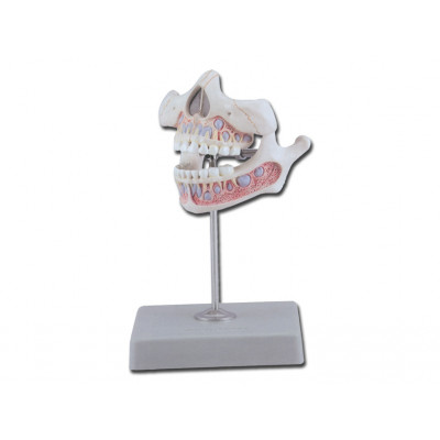 DECIDUOUS TEETH