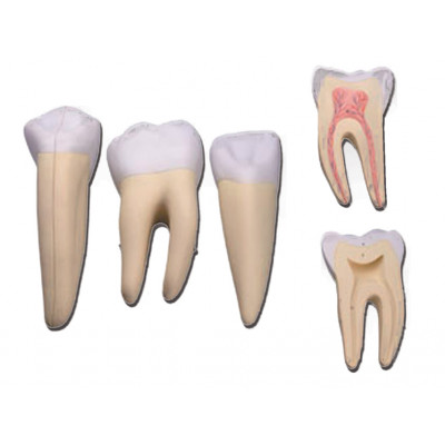 3 TEETH SET (incisor, canine and molar)