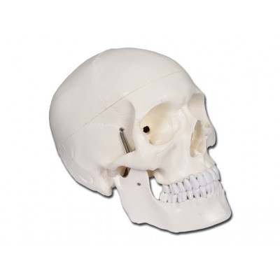 HUMAN SKULL